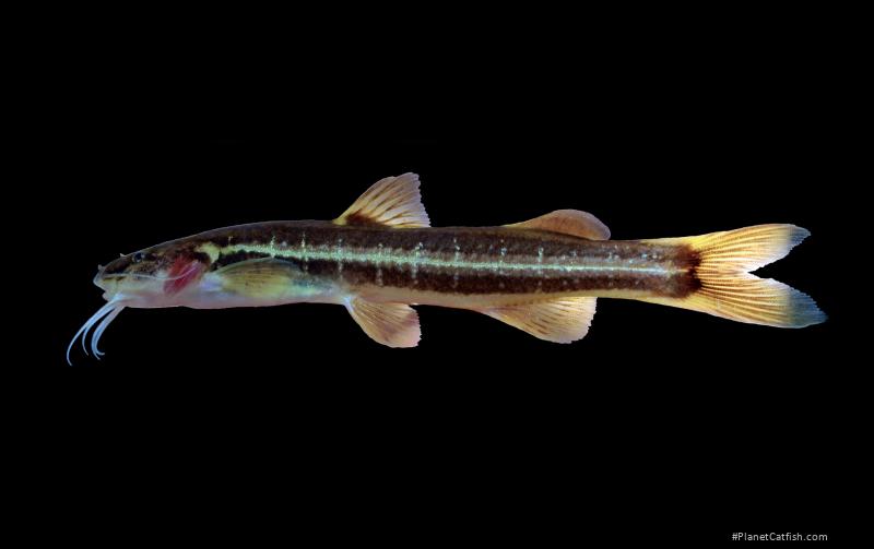 Cetopsorhamdia clathrata