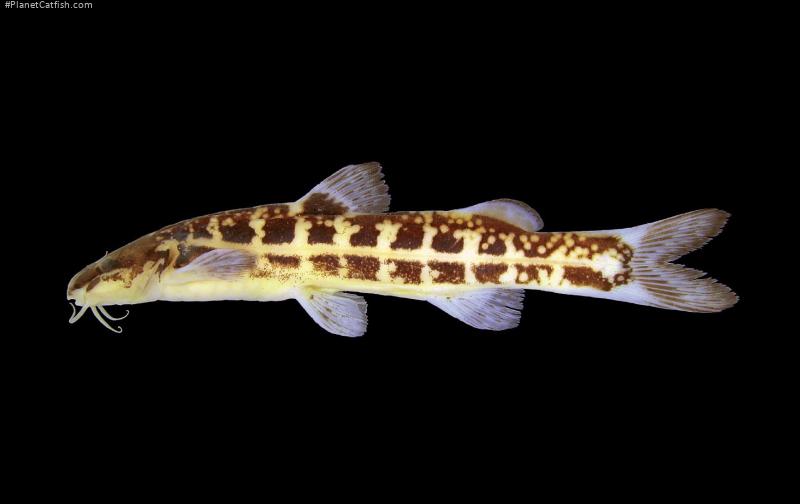 Cetopsorhamdia clathrata