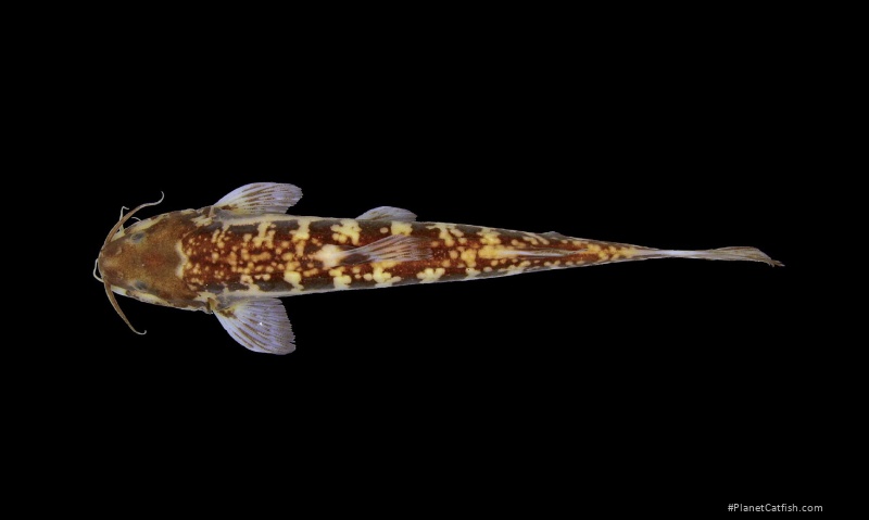 Cetopsorhamdia clathrata