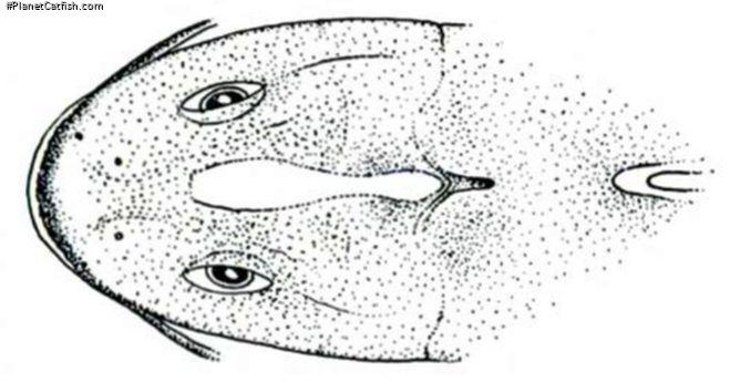 Cetopsorhamdia filamentosa