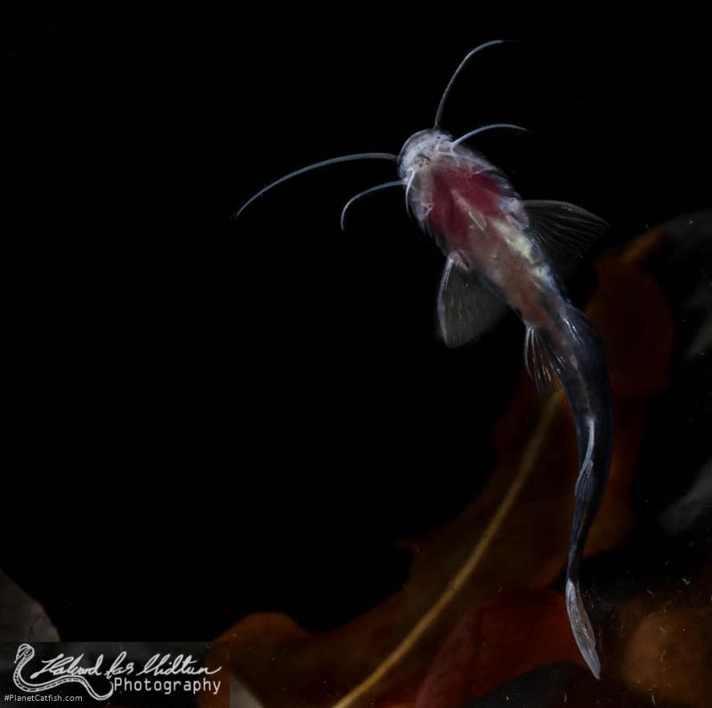 Cetopsorhamdia molinae