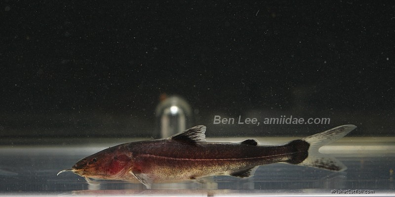Cetopsorhamdia sp. `PERU`