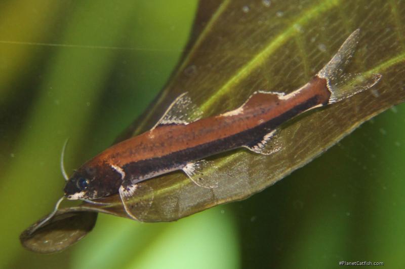 Cetopsorhamdia sp. `PERU 2`