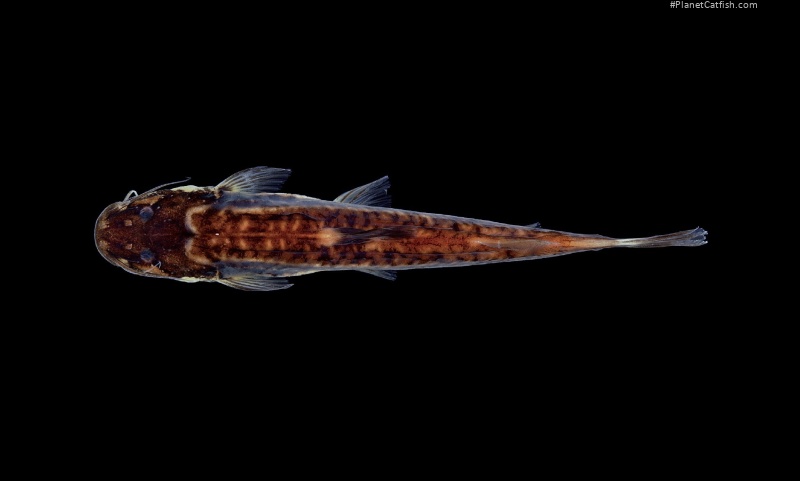 Cetopsorhamdia spilopleura