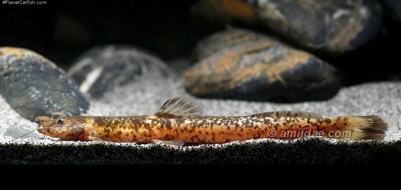 Chasmocranus longior