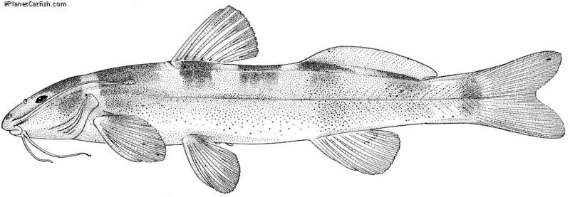 Chasmocranus rosae