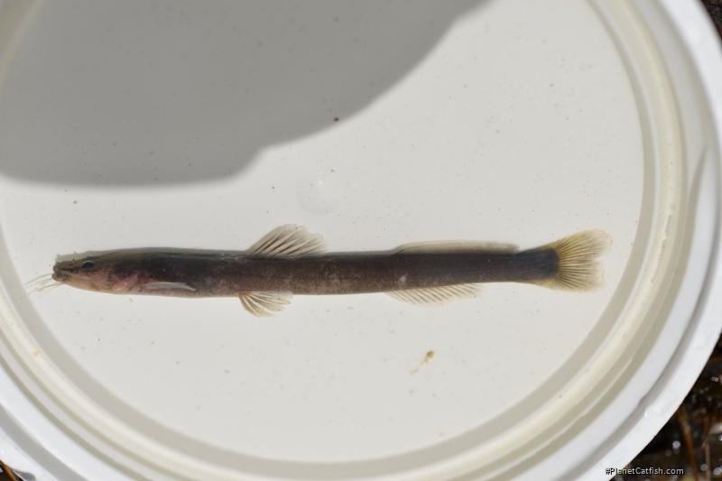 Chasmocranus tapanahoniensis