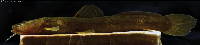 Heptapterus carmelitanorum