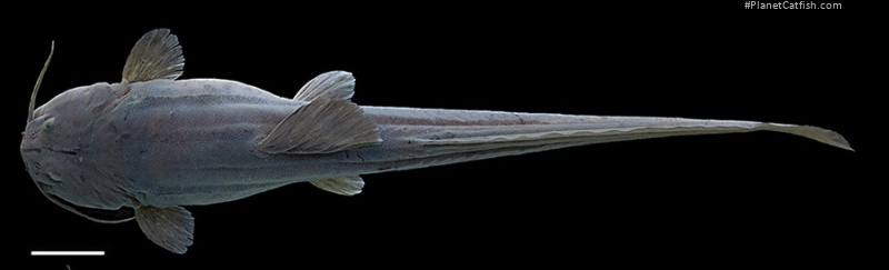 Heptapterus carnatus