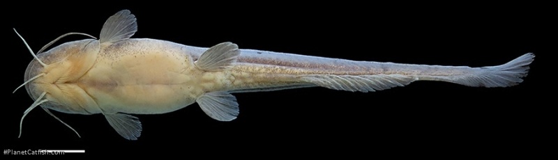 Heptapterus carnatus