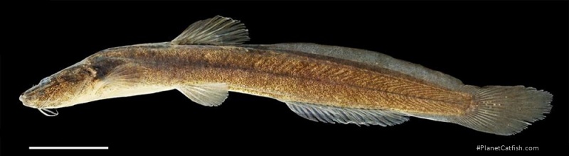 Heptapterus exilis