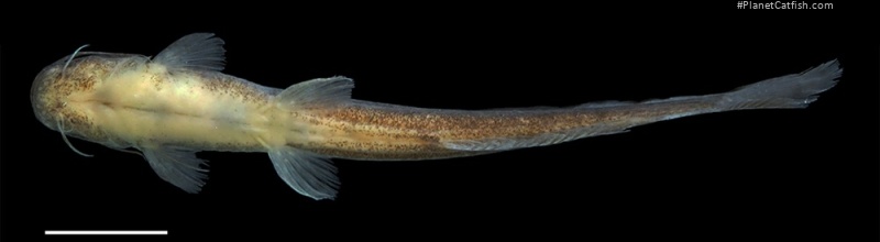 Heptapterus exilis