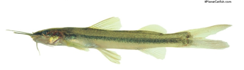 Imparfinis cochabambae