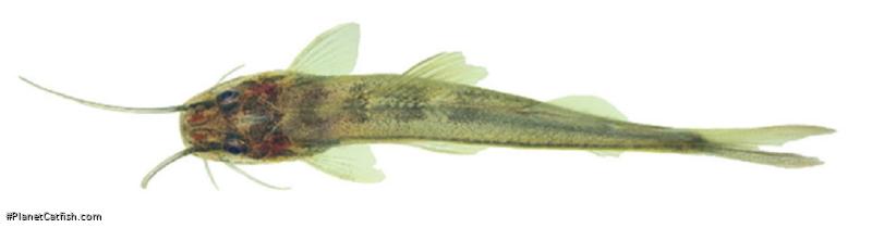 Imparfinis cochabambae