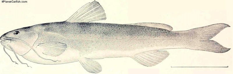 Imparfinis mirini