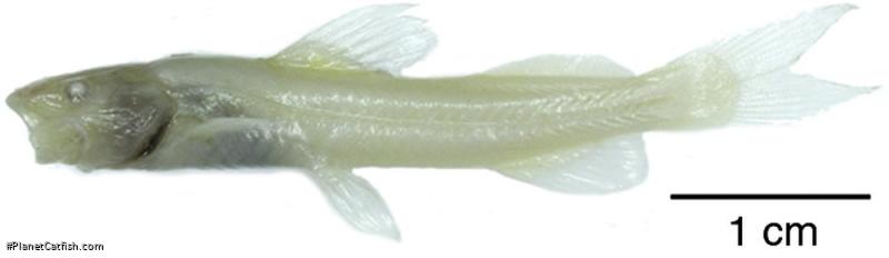 Imparfinis mirini