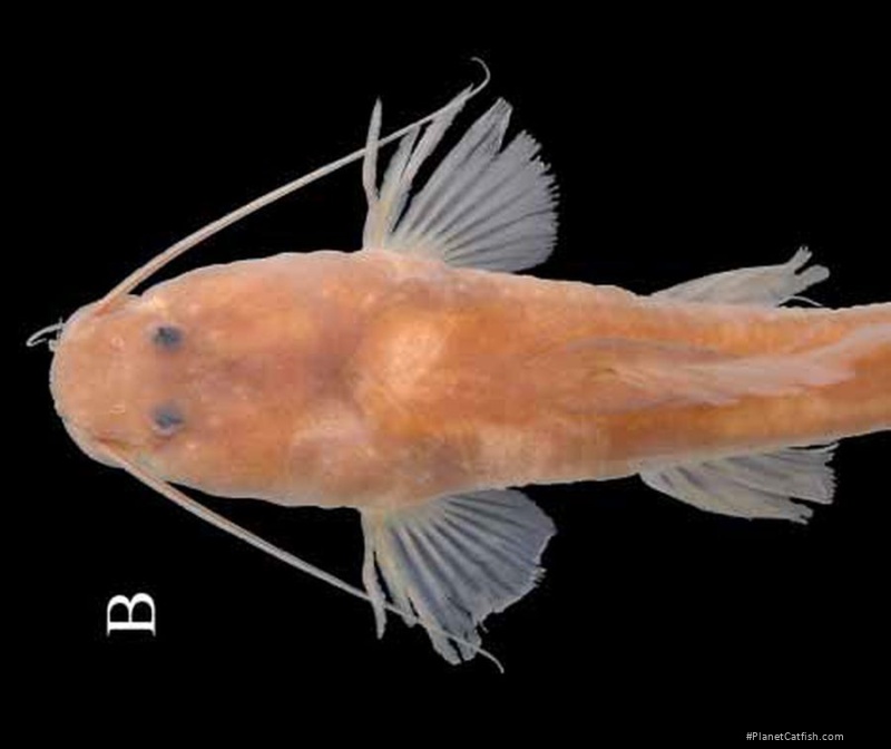 Leptorhamdia aspredinoides