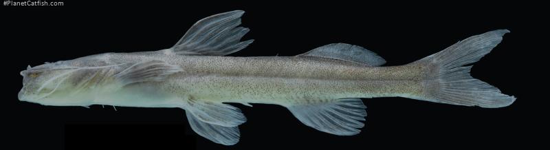 Magdalenichthys mompox