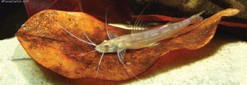 Mastiglanis asopos