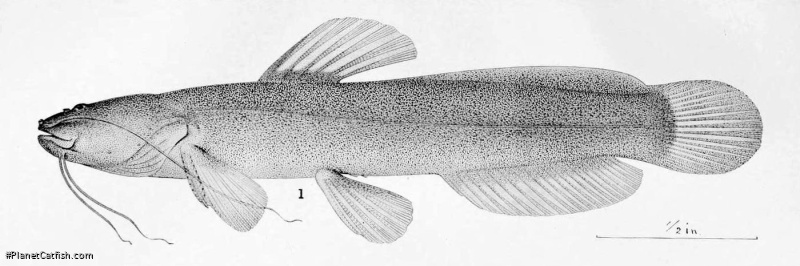 Myoglanis potaroensis