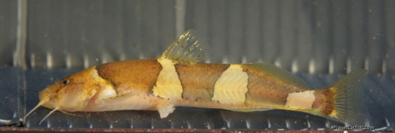 Nannoglanis fasciatus