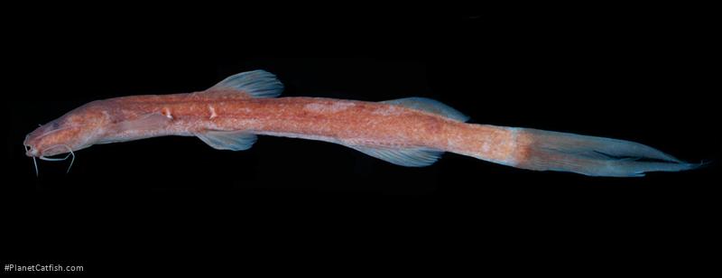 Phenacorhamdia suia
