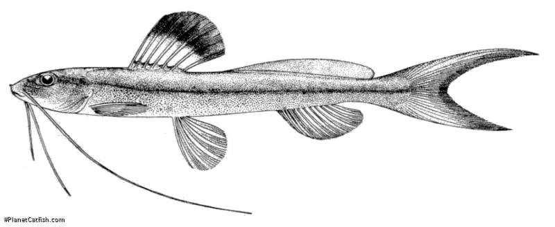 Pimelodella leptosoma