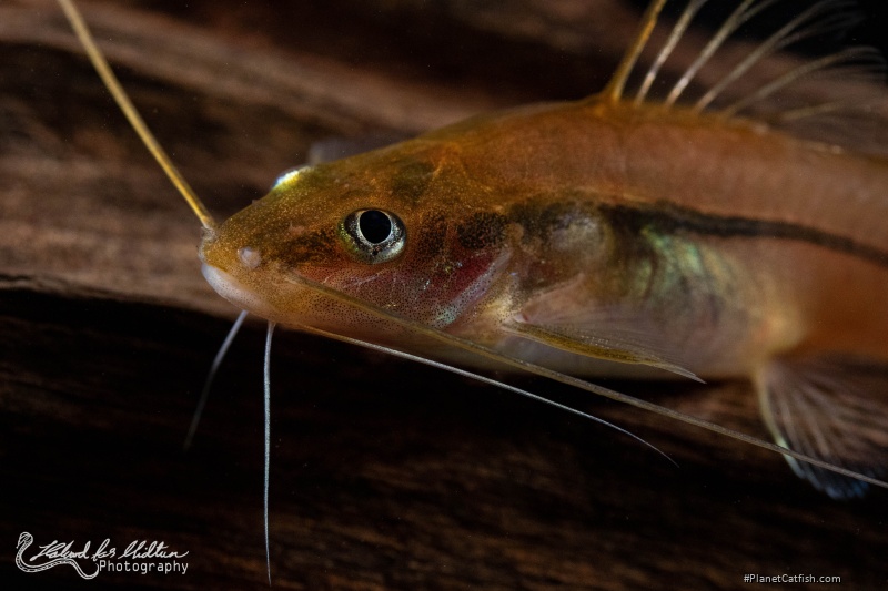 Pimelodella sp. `COLOMBIA`