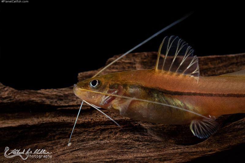 Pimelodella sp. `COLOMBIA`