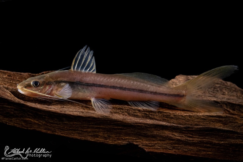 Pimelodella sp. `COLOMBIA`