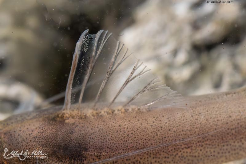 Pimelodella sp. `RIO VENTUARI`