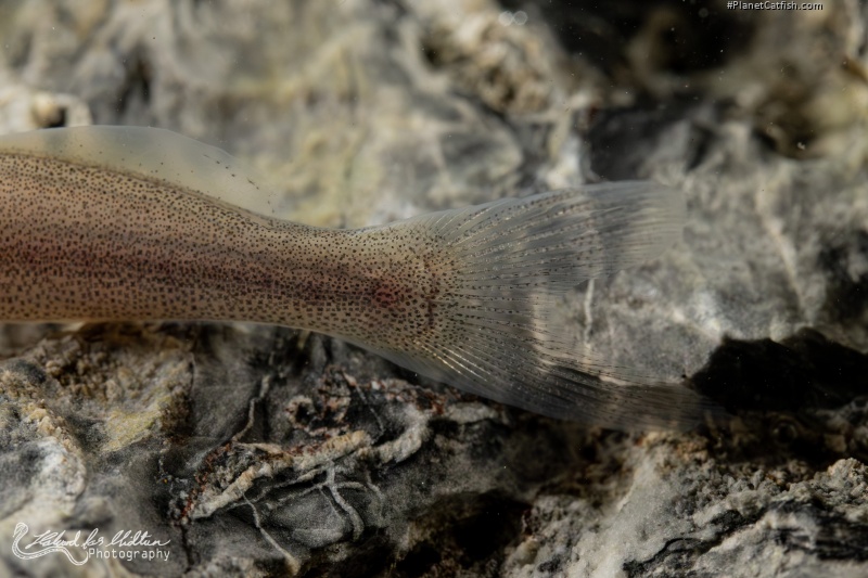 Pimelodella sp. `RIO VENTUARI`