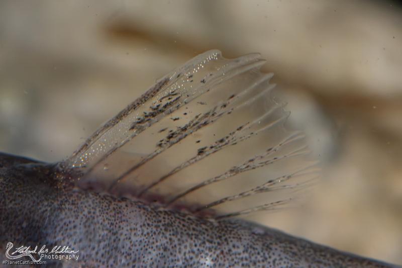 Pimelodella sp. `RIO VENTUARI`