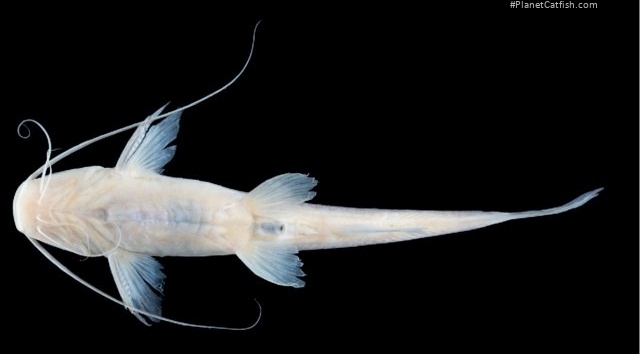 Pimelodella yaharo
