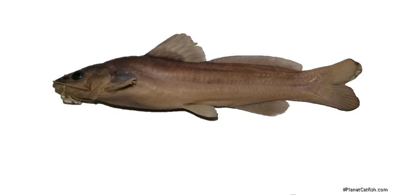 Rhamdia laticauda