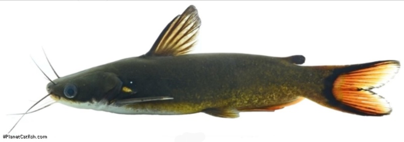 Horabagrus obscurus