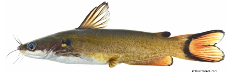 Horabagrus obscurus