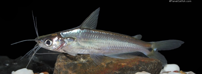 Pachypterus khavalchor