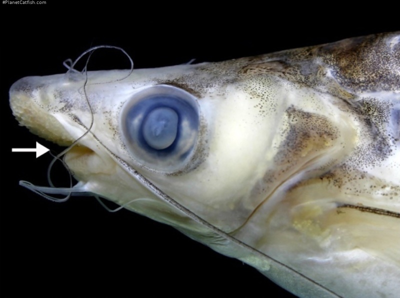 Pachypterus khavalchor