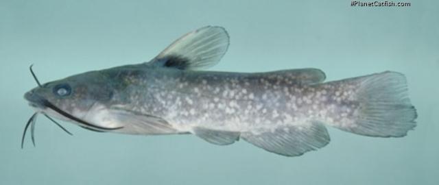 Ameiurus serracanthus