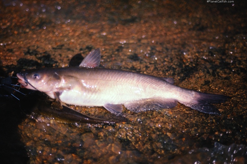 Ictalurus punctatus