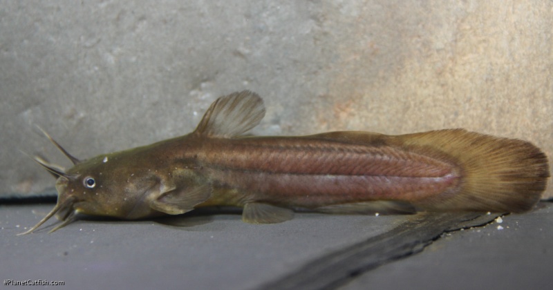 Noturus gyrinus