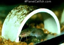 Noturus phaeus
