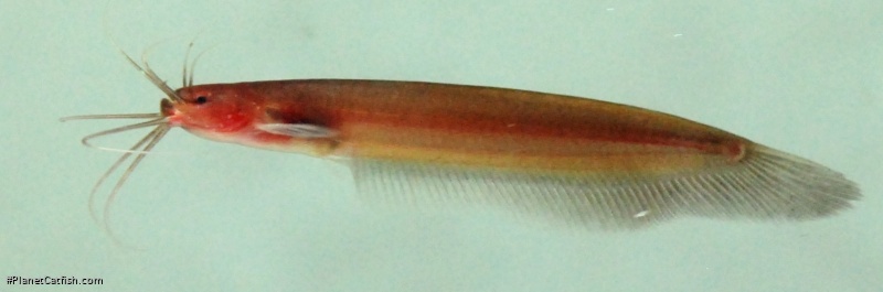 Kryptoglanis shajii