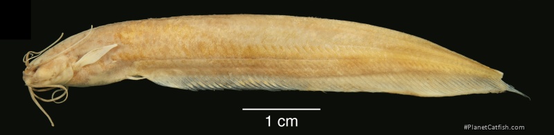 Kryptoglanis shajii