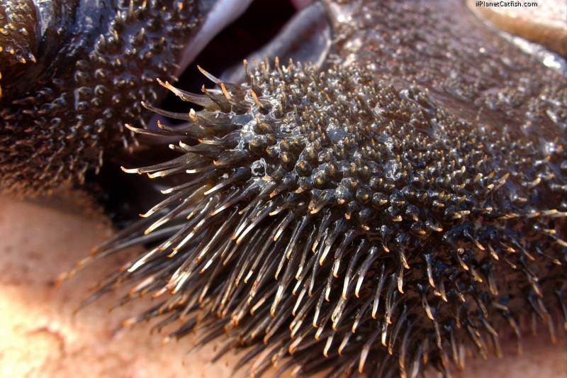 Acanthicus hystrix