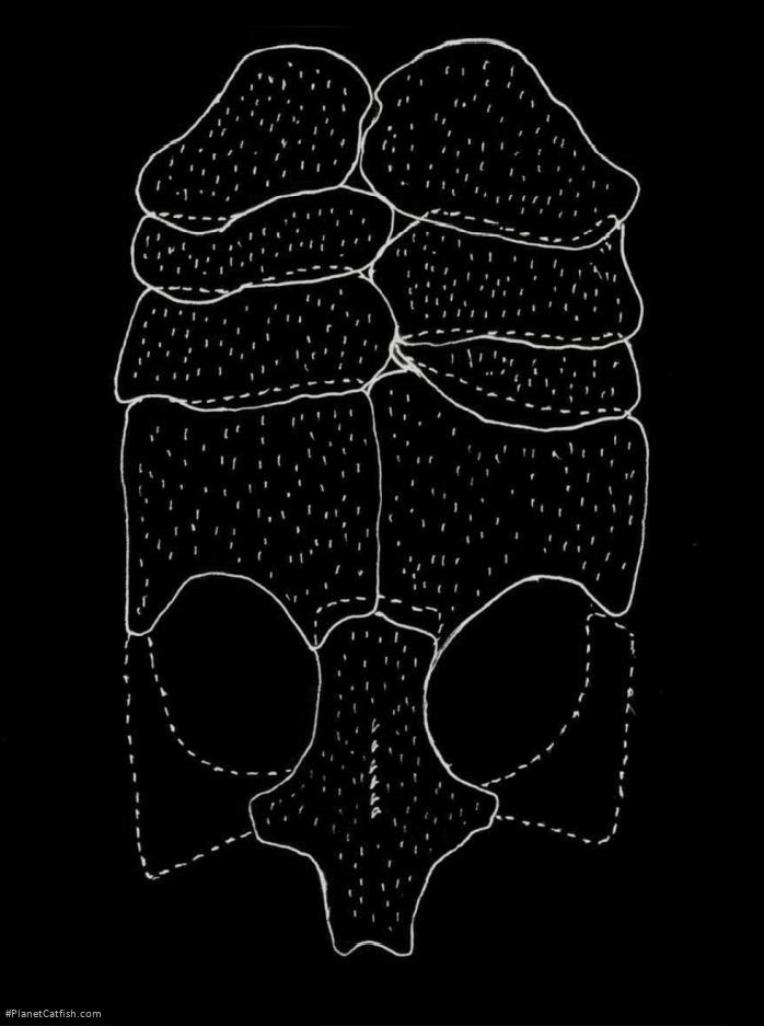 Acestridium dichromum