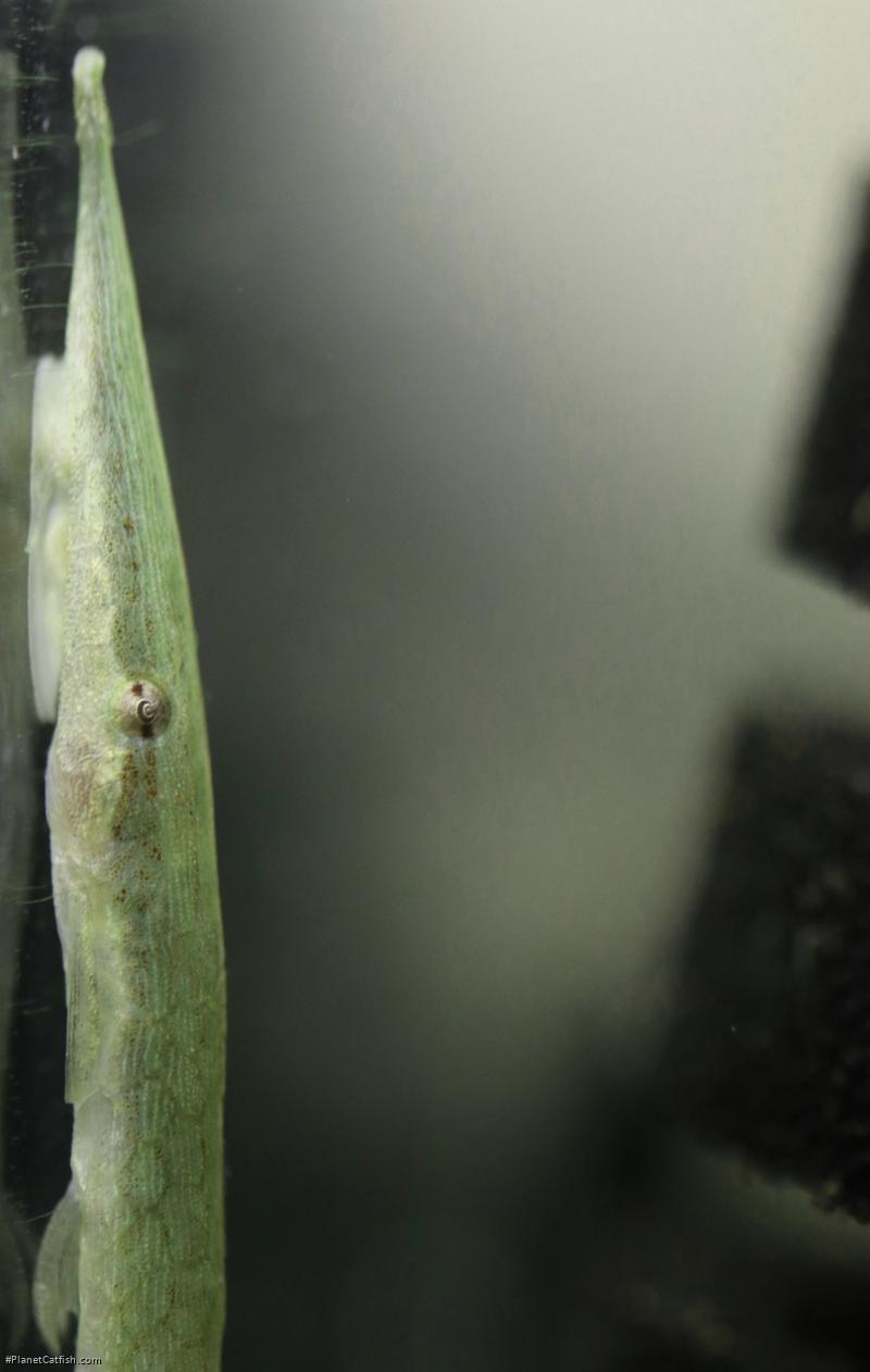 Acestridium scutatum