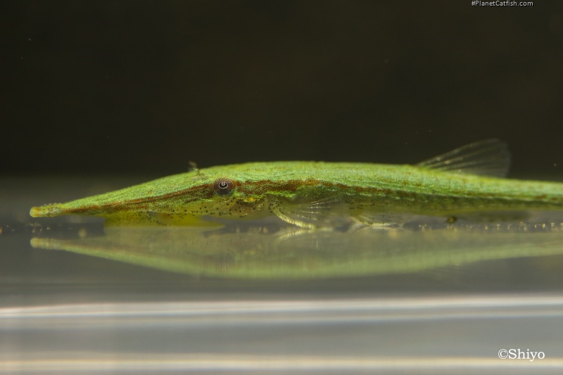 Acestridium triplax