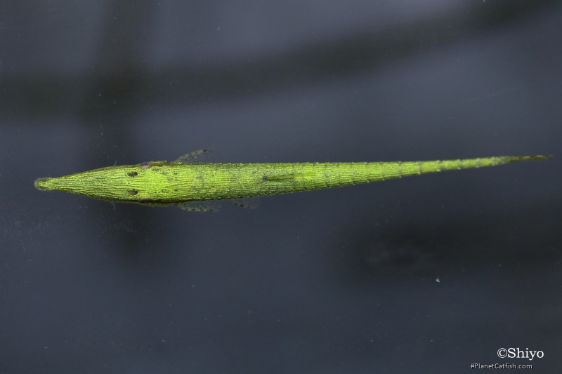 Acestridium triplax